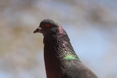 Columba livia