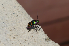 Chrysocoris fascialis
