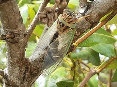 Arunta interclusa