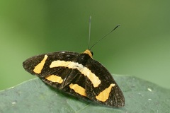 Symmachia tricolor image
