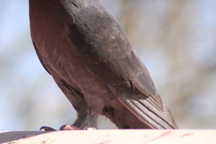 Columba livia