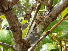 Arunta interclusa