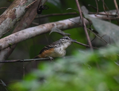 Hypocnemis flavescens