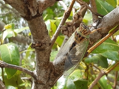 Arunta interclusa