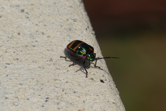Chrysocoris fascialis