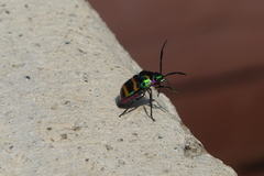 Chrysocoris fascialis