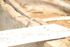 Agama lionotus