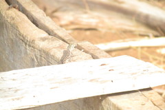 Agama lionotus
