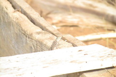 Agama lionotus