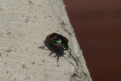 Chrysocoris fascialis
