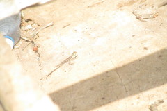 Agama lionotus
