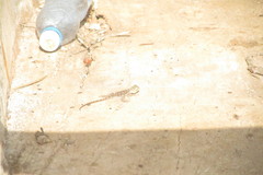 Agama lionotus