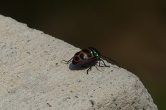 Chrysocoris fascialis