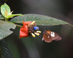 Heliconius xanthocles