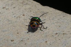 Chrysocoris fascialis
