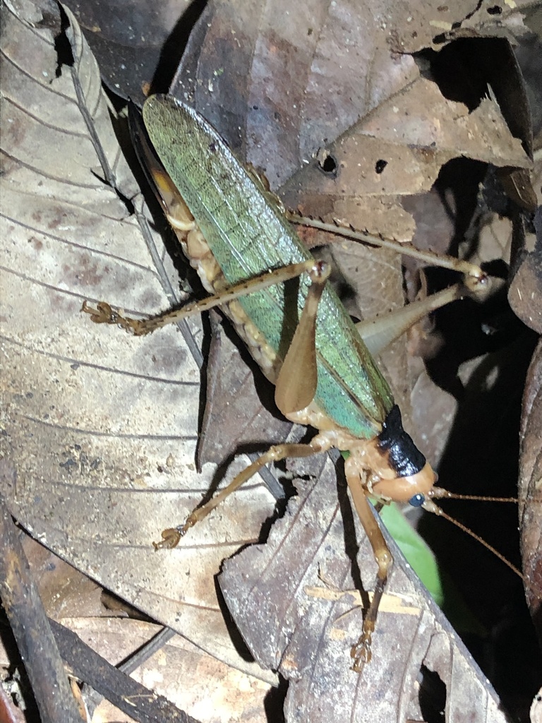 Leiobliastes laevis