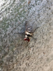 Anthomyia silvestris