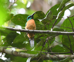 Jacamerops aureus