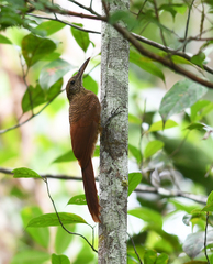 Dendrocolaptes certhia