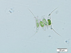 Desmodesmus protuberans