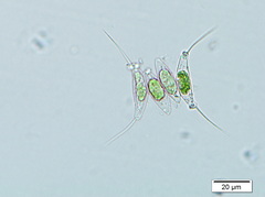 Desmodesmus protuberans