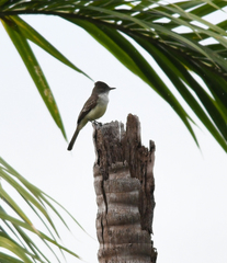 Myiarchus ferox