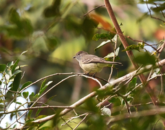 Sublegatus obscurior