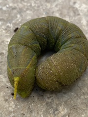 Acherontia styx