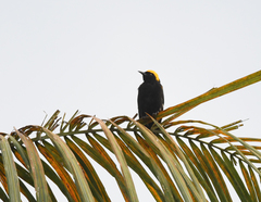 Icterus cayanensis chrysocephalus