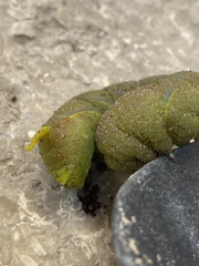 Acherontia styx