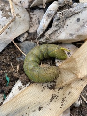 Acherontia styx
