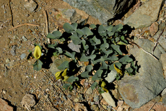 Aristolochia pearcei