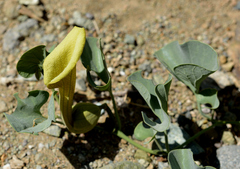 Aristolochia pearcei