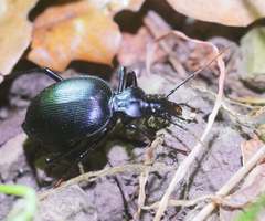 Scaphinotus interruptus