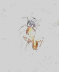 Salticidae