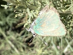 Callophrys dumetorum perplexa