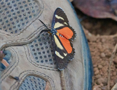 Lepidoptera