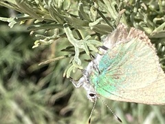 Callophrys dumetorum perplexa