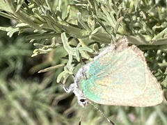 Callophrys dumetorum perplexa