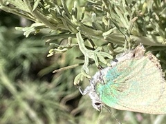 Callophrys dumetorum perplexa