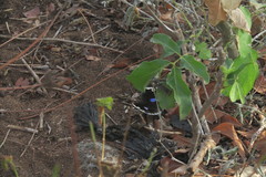 Junonia oenone