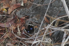 Junonia oenone