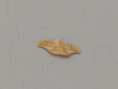 Cricula trifenestrata