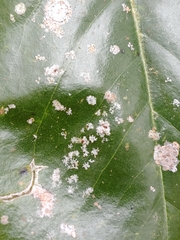 Cephaleuros virescens