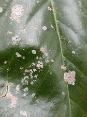 Cephaleuros virescens