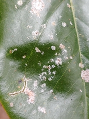 Cephaleuros virescens