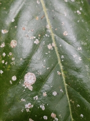 Cephaleuros virescens