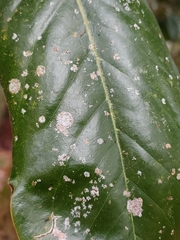 Cephaleuros virescens