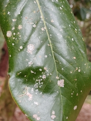 Cephaleuros virescens