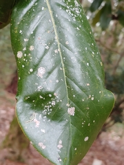 Cephaleuros virescens